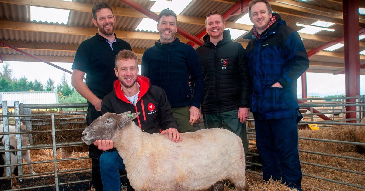 Britain's "loneliest sheep" gets five-star home in Dumfries