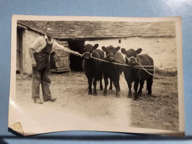 The first three heifers grandpa Matt Ross brought to Romesbeoch