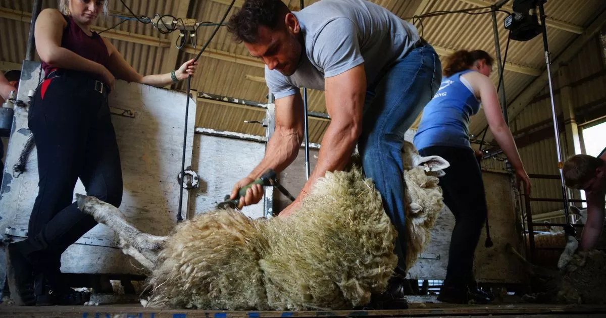 Dumfries and Galloway Young Farmers clubs offered chance to take part in beginners shearing course
