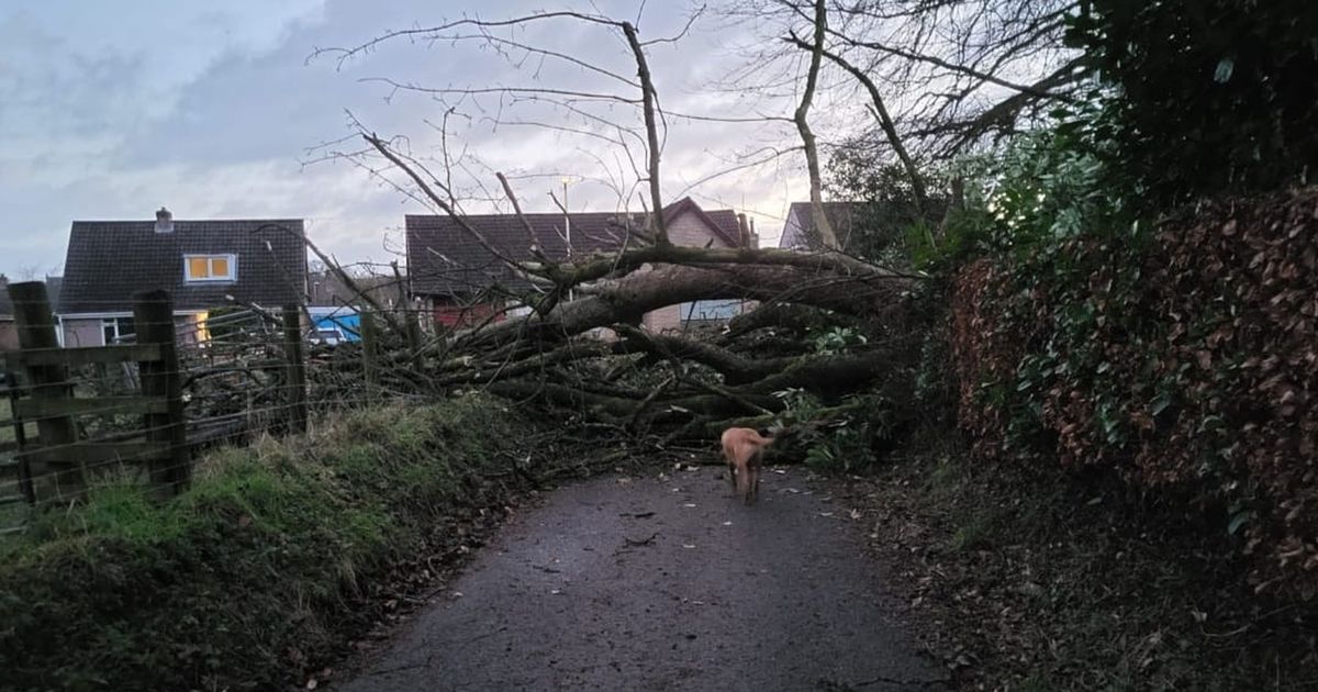 Annan residents wake to a scene of devastation after Storm Isha