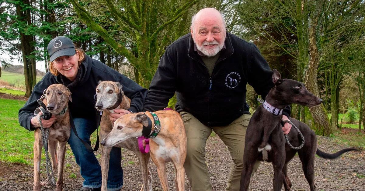 Dumfries and Galloway Greyhound Rescue set to rehome 2,000th dog