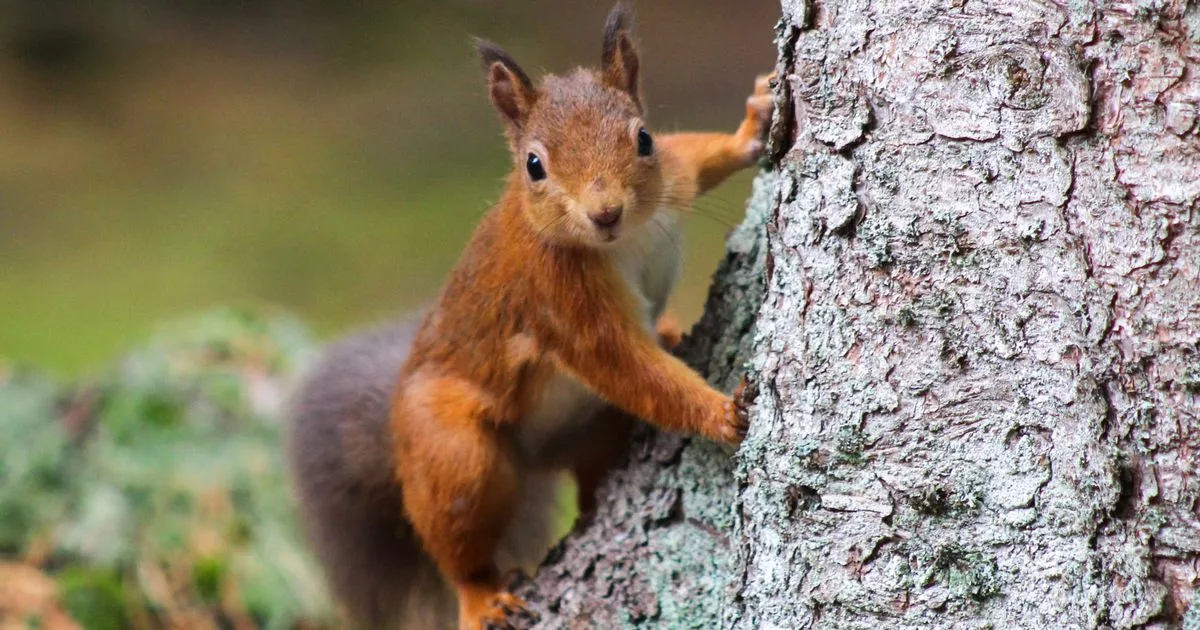 Red squirrel sightings on the rise at Kirkcudbright Training Area