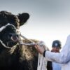 Sustained growth in demand for Galloway cattle ahead of spring show in Castle Douglas
