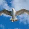 Seagulls problem easing