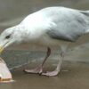 Dumfries and Galloway Council plans seagull headcount to see impact of management measures