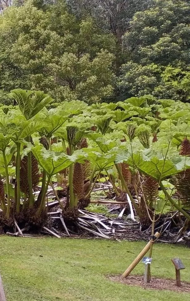 The large-leaved gunnera manicata from Brazil is always popular with visitors looking for the wow factor