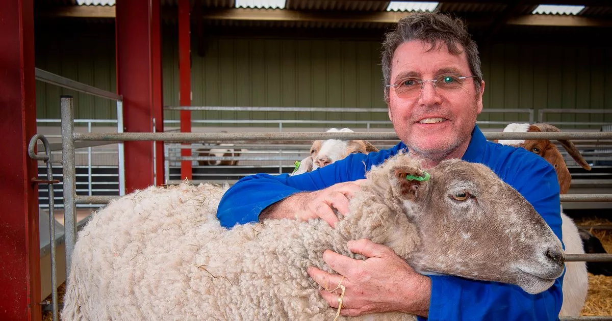 Britain's loneliest sheep has plenty of company in new Dumfries home