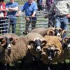 Carsphairn Show to kick off Dumfries and Galloway's agricultural show season