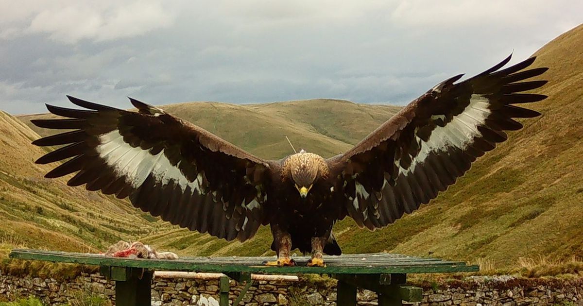 South of Scotland golden eagle was shot and disposed of
