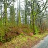 Corrie woodlands felling update