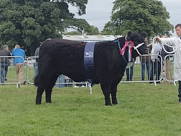 John and Anne Finlay of Blackcraig scooped the overall champion in the Galloways with Blackcraig Blondchen
