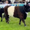 Stewartry sisters amongst youngest winners at Royal Highland Show