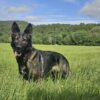 We are appealing for the help of the public to trace a police dog that is missin...